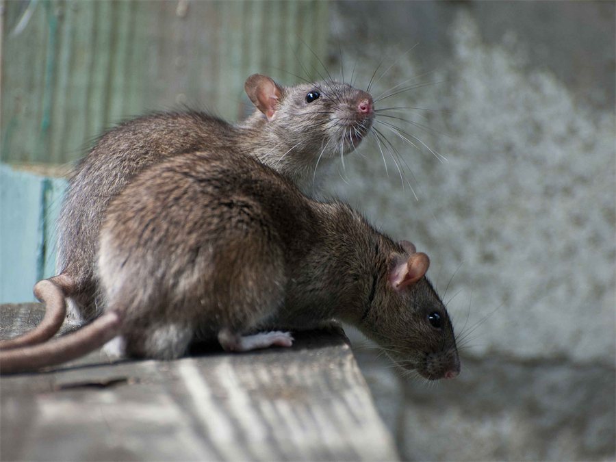 Dératisation d'un rat dans une habitation par GSI 3D dans le Nord (59)