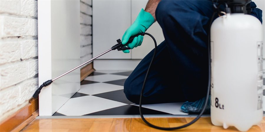 Désinsectisation contre les cafards et blattes réalisée par GSI 3D à Vertain (59)