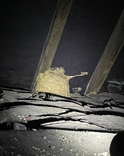 Nid de guêpes détruit dans un jardin par GSI 3D à Vertain (59)