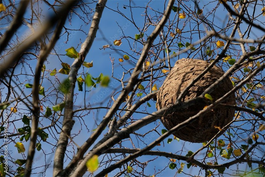 Destruction d'un nid de frelons asiatiques par GSI 3D dans le Nord (59)