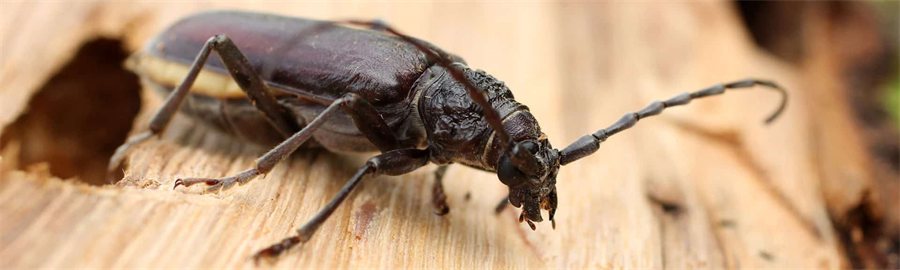 Traitement de charpente contre les insectes xylophages, capricornes et vrillettes